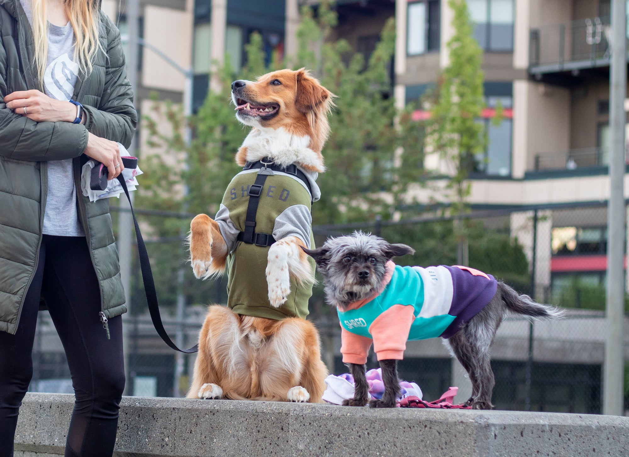 Dog wearing JIBY step-in harness in black with JIBY Kink Logo custom engraved dog tag and JIBY Jungle Camo crewneck at a park with fallen leaves