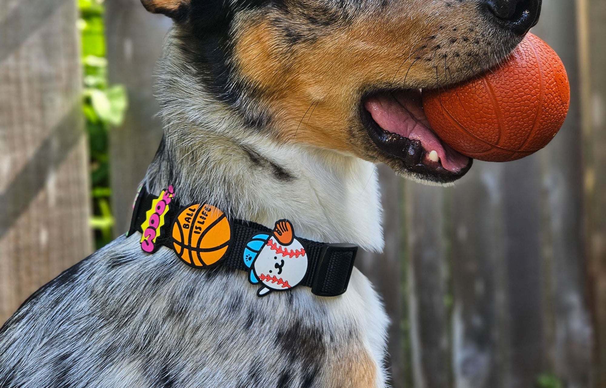 🏀 Sports