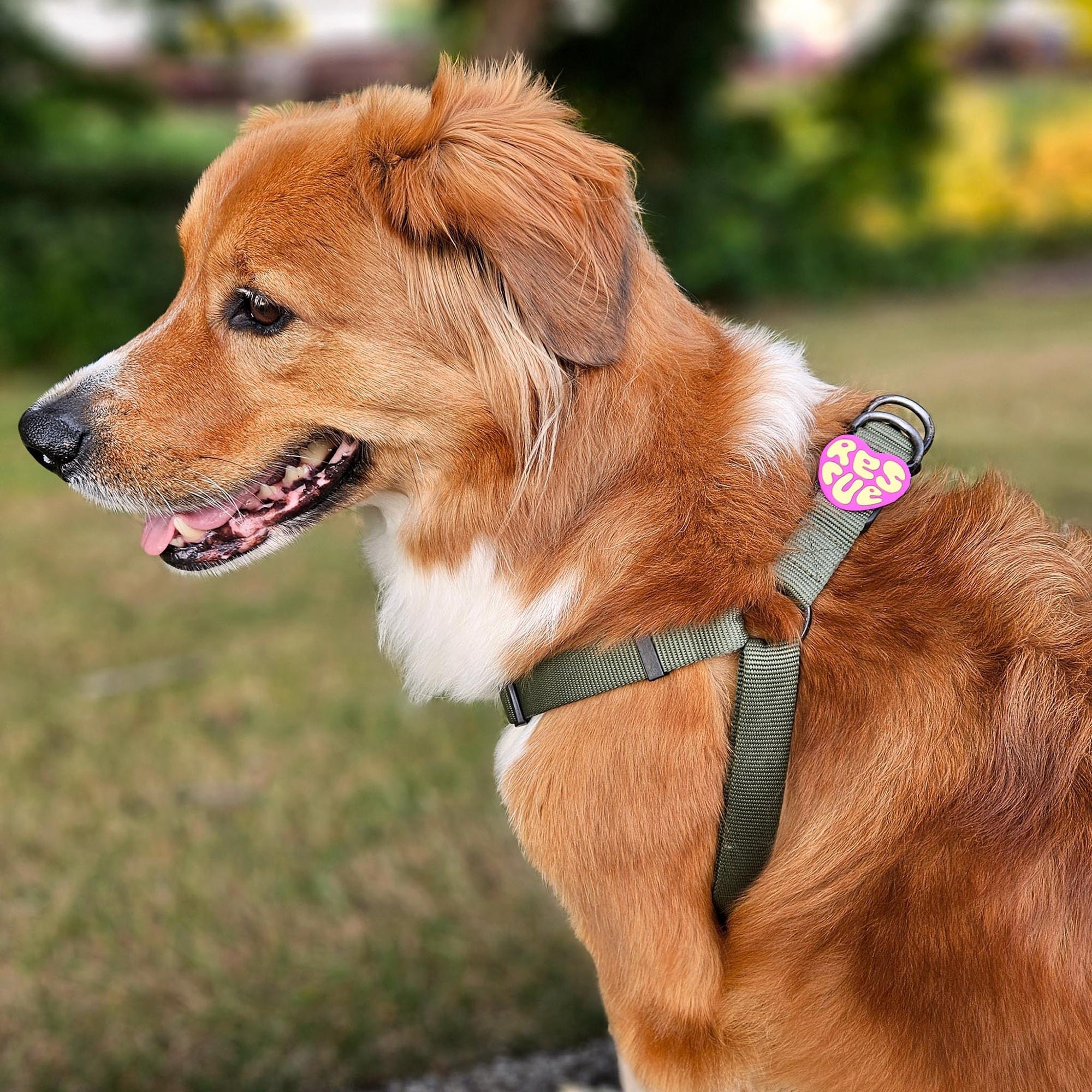 Session Dog Harness
