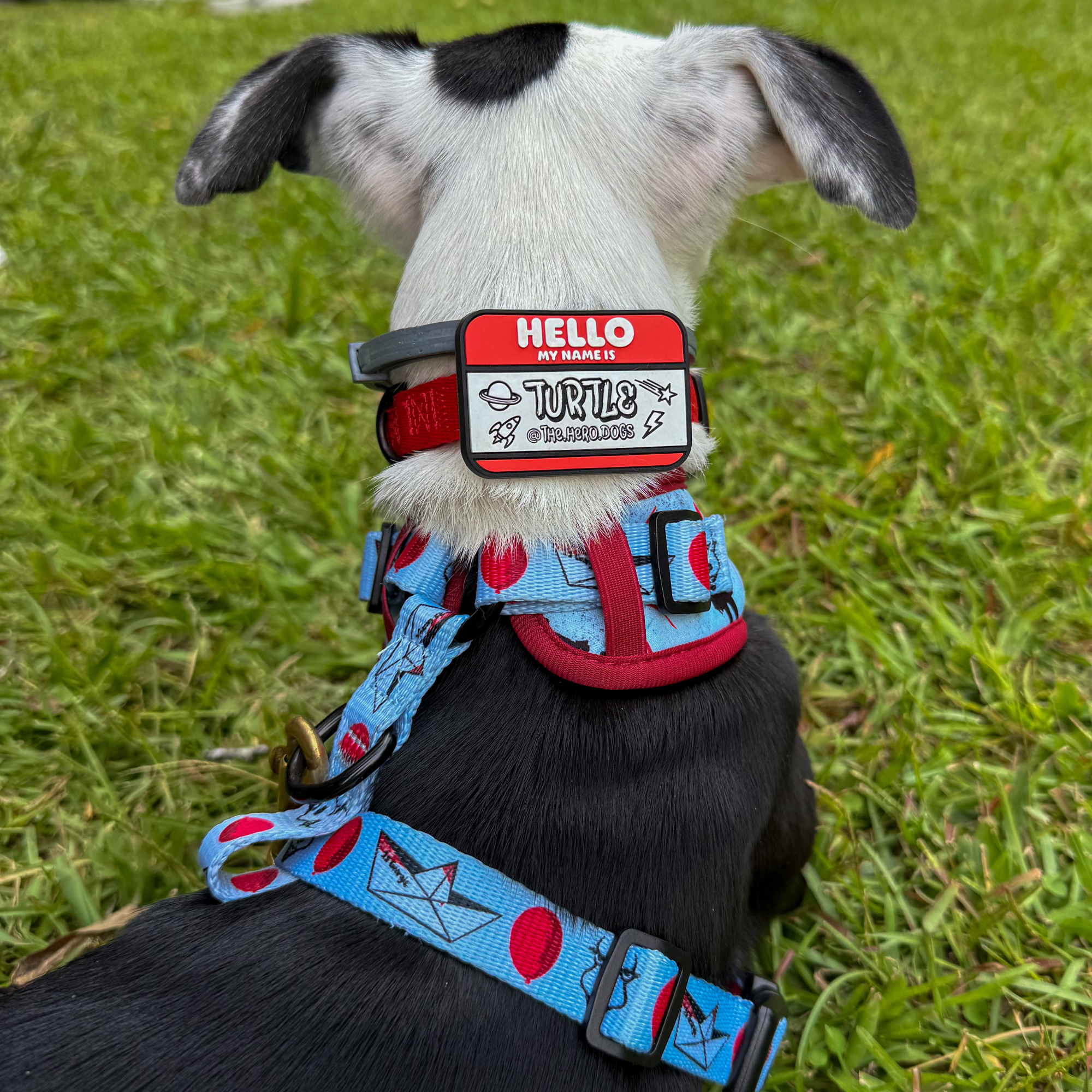 HELLO Jiby Pet ID Tag