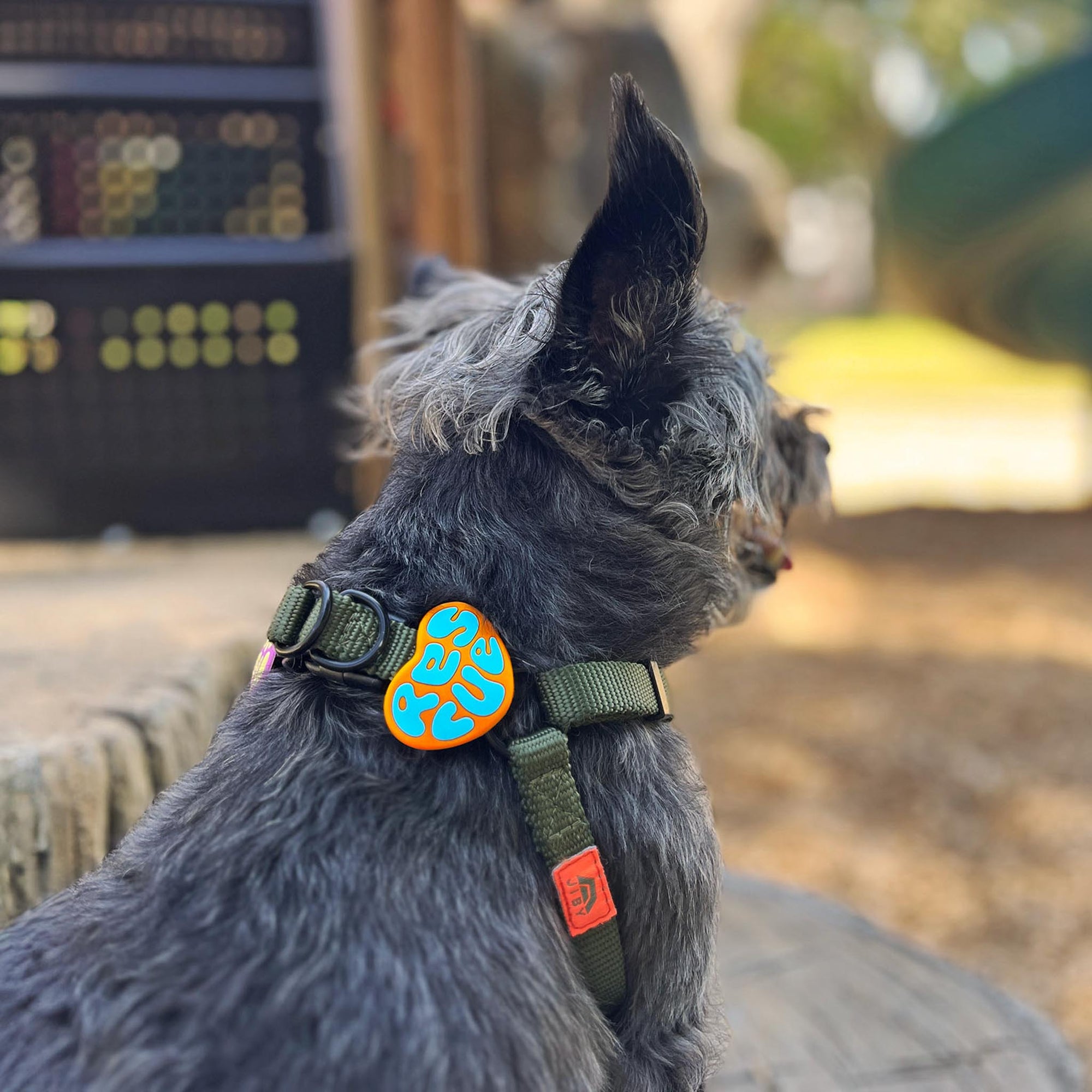 Session Dog Harness