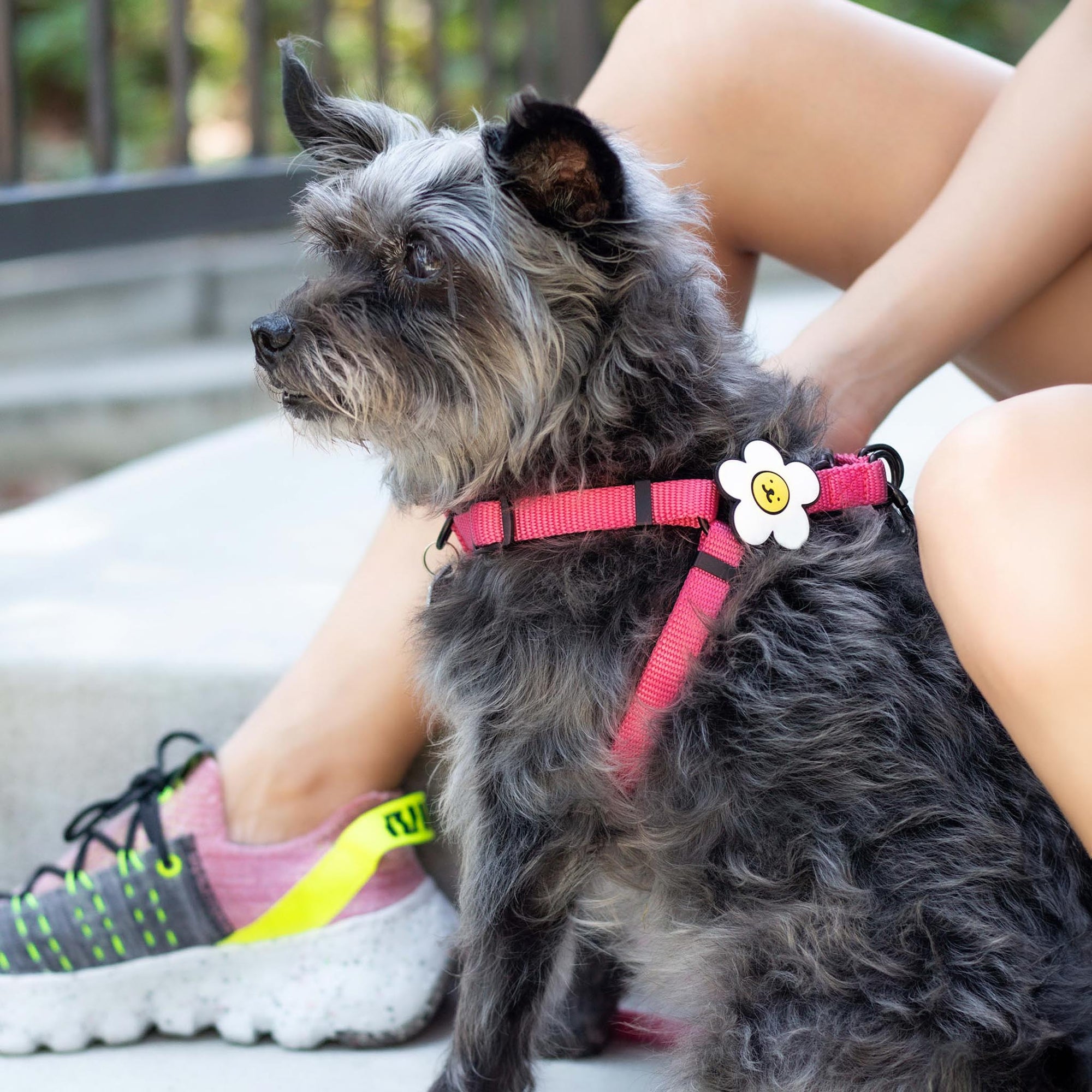 Session Dog Harness