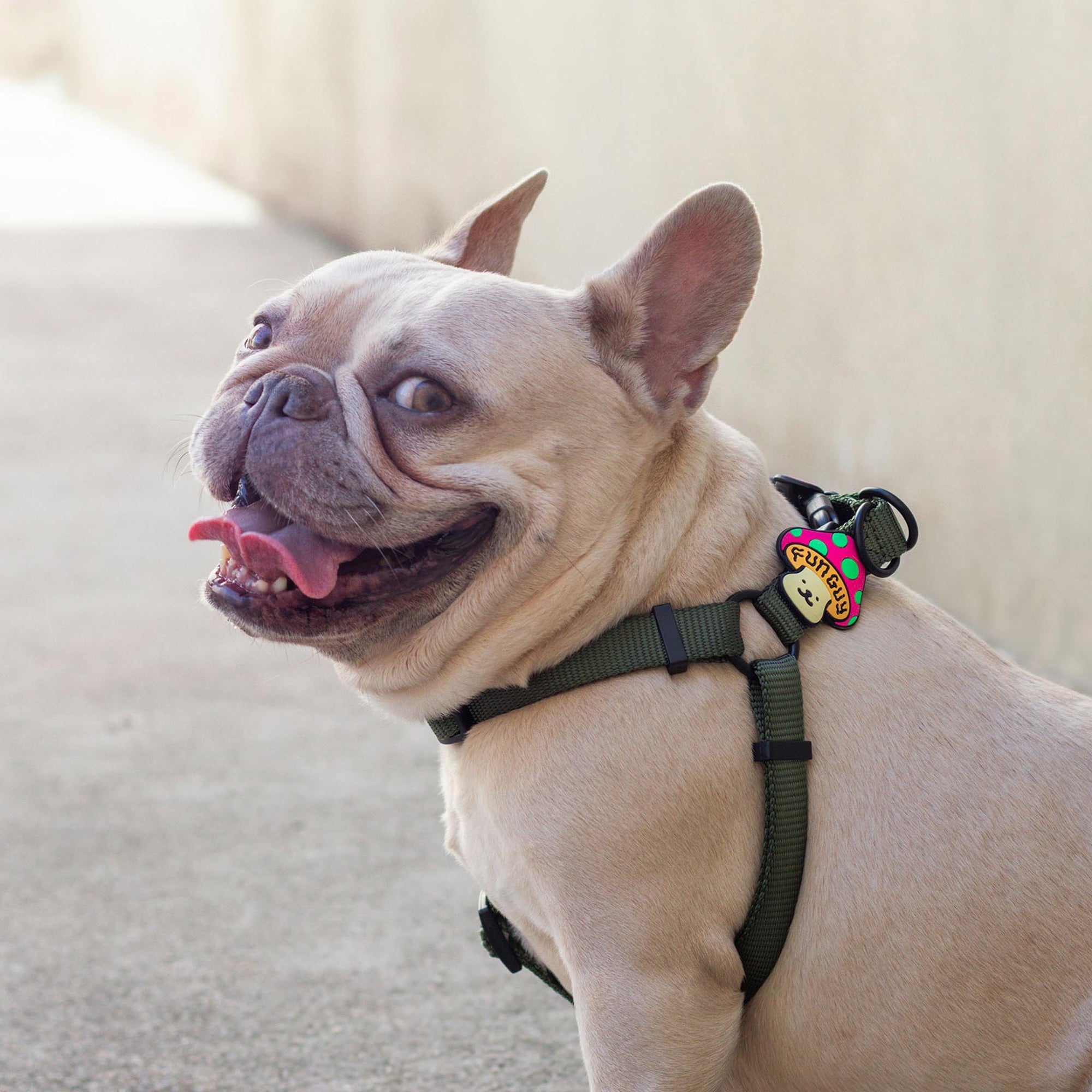 Session Dog Harness