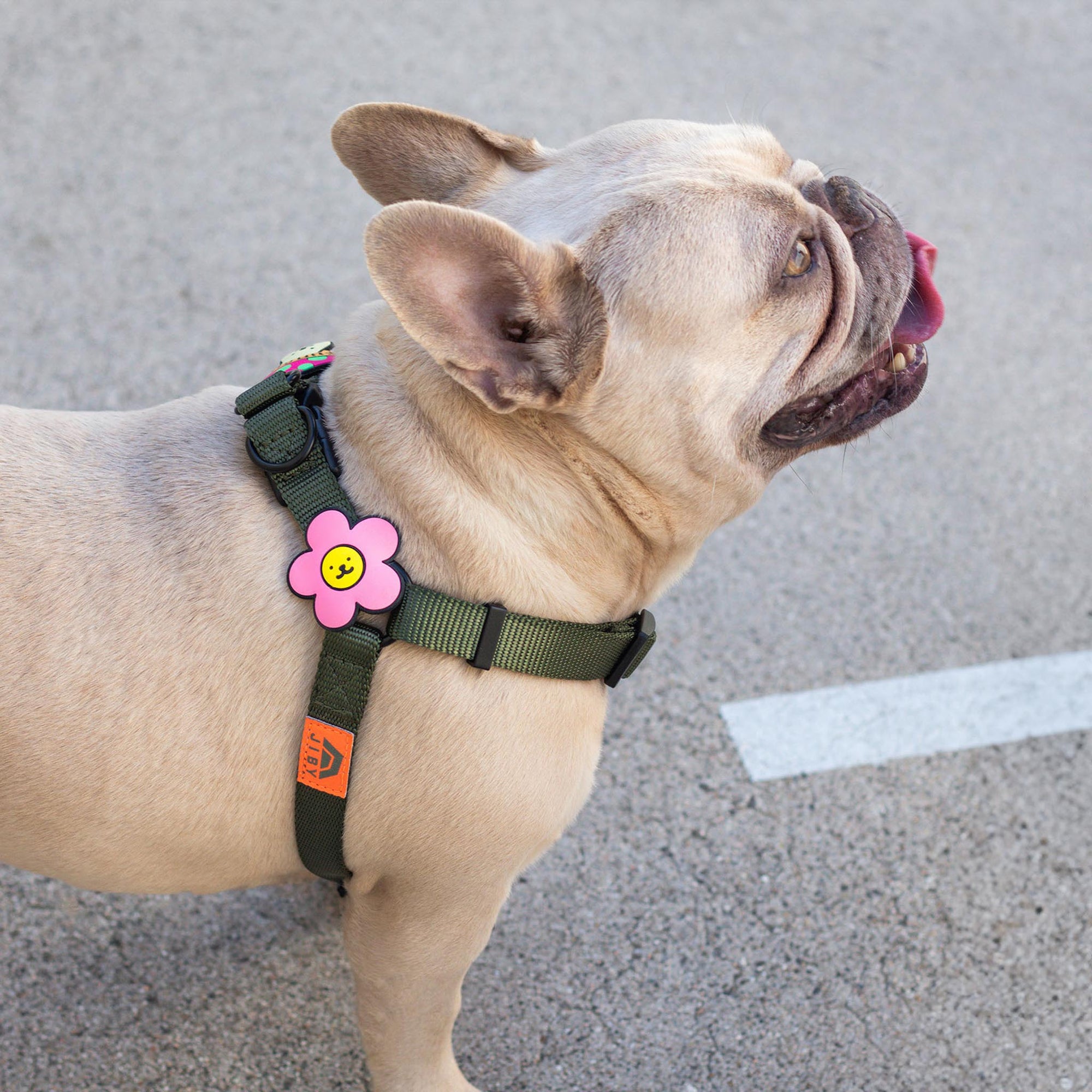 Session Dog Harness