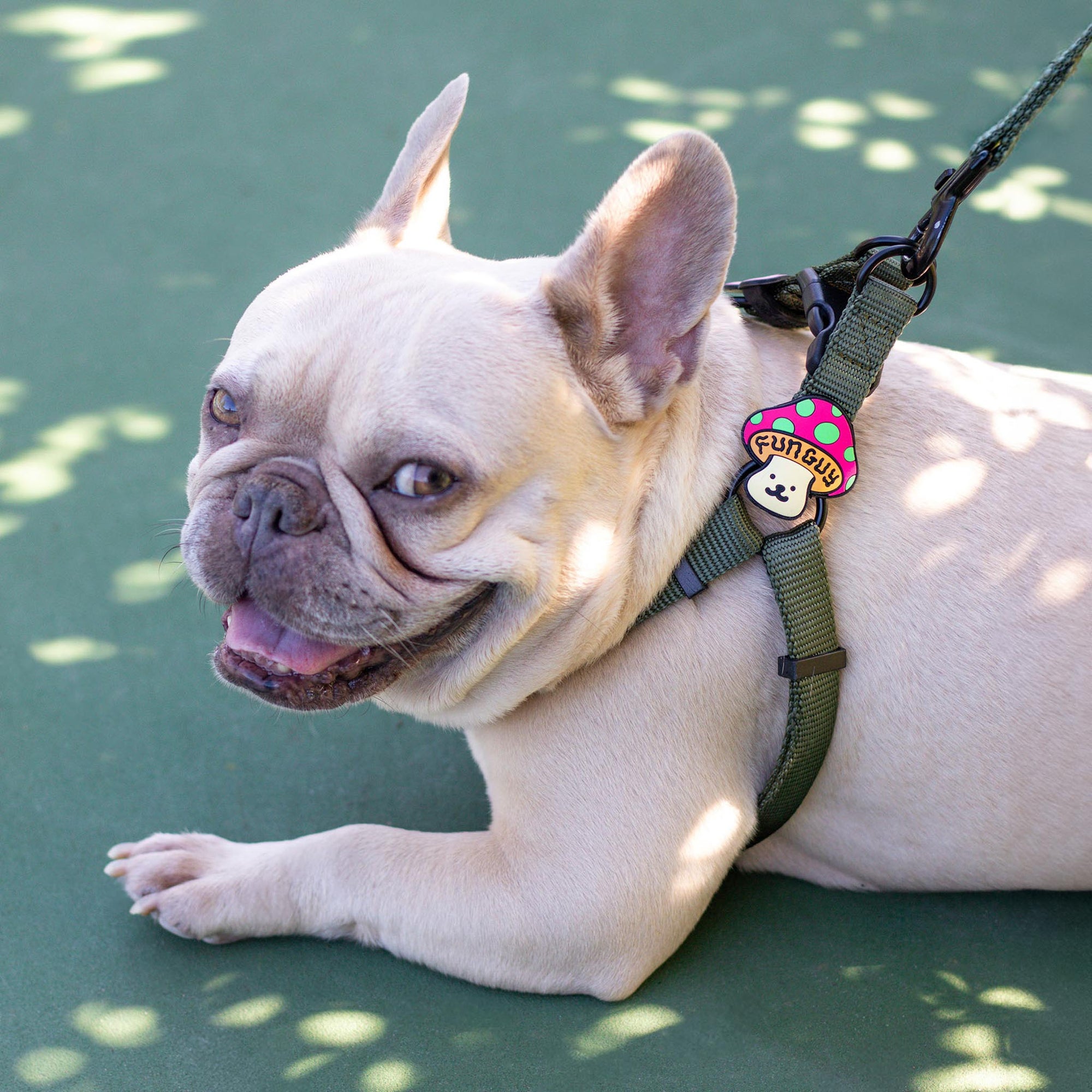 Session Dog Harness