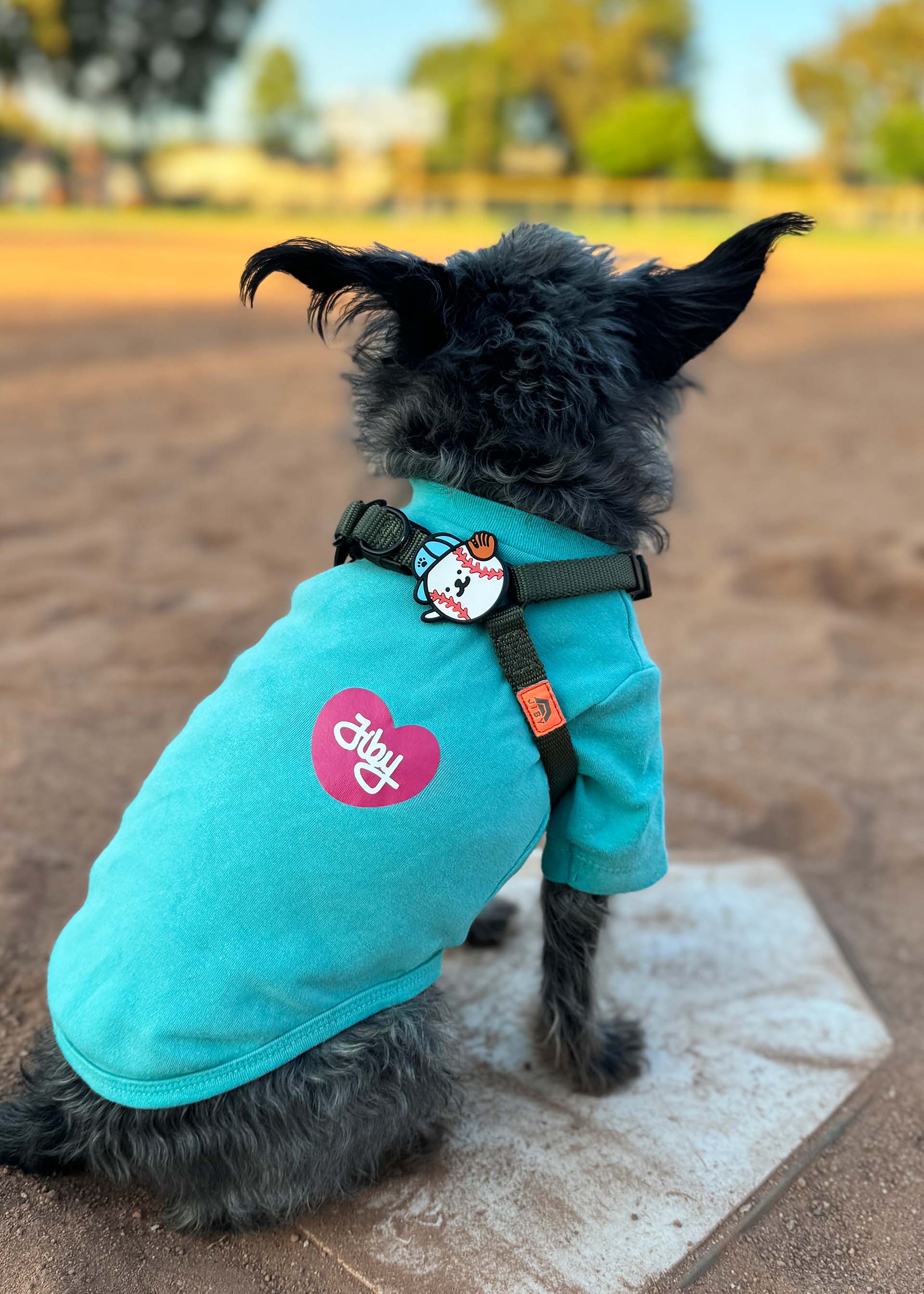 Session Dog Harness