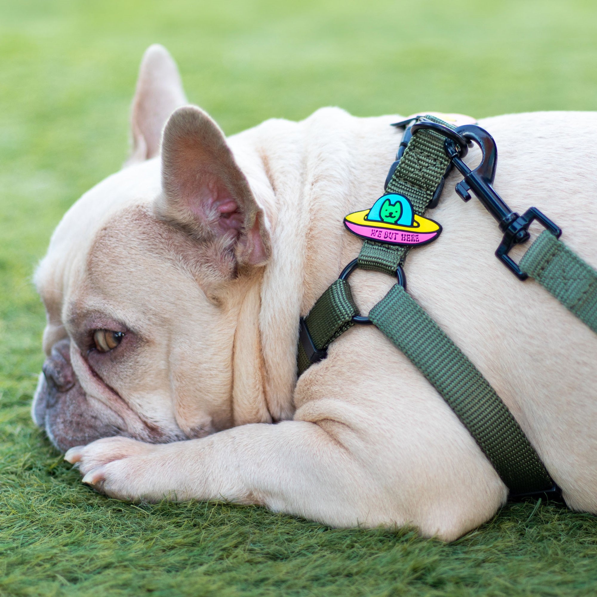 Session Dog Harness