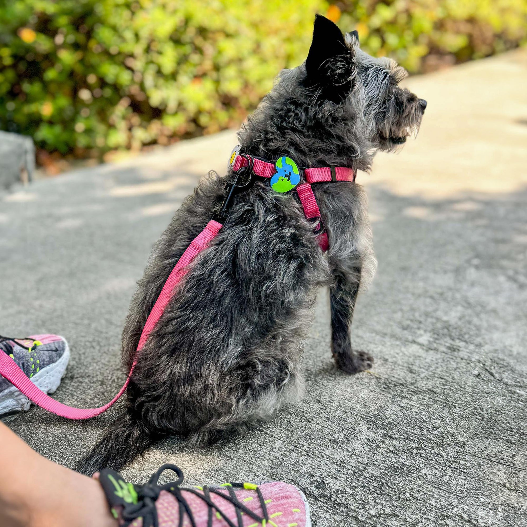 Session Dog Harness